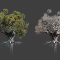 Two Arbor Trees Showing Lush Green Foliage And Bare Branches With Exposed Roots