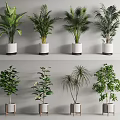 Various Green Leaf Potted Plants In White And Silver Pots For Home Decor