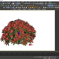 Ornamental Shrub With Red And Purple Leaves Round Shape For Garden Landscaping