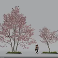 Tall Flowering Trees with Pink Blossoms and Two People Standing Beneath