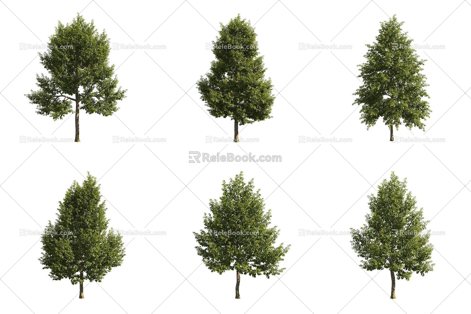 European linden tree 3d model