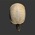 Turtle Cartoon Turtle Snapping Turtle Chickbill Turtle Reptile Cold Blooded Animal Reptile Class 3d model