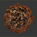 Detailed Glossy Red Brown and Orange Pine Cone With Scales On Dark Background