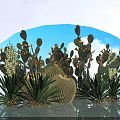 Green Cactus Plants with Prickly Leaves and Barrel Shape Against Blue Sky and Water Reflection