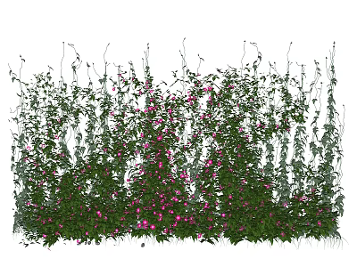 Lush Climbing Vines With Green Leaves And Pink Flowers In Garden 3d model