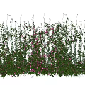 Lush Climbing Vines With Green Leaves And Pink Flowers In Garden