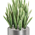 Potted Bonsai Plants With Green Striped Leaves In Silver Cylindrical Pot And White Pebbles