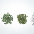 Four Arbor Trees With Different Foliage Stages And Shadows On White Background 3d model