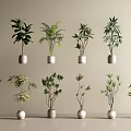 Various Green Leafy Potted Plants In White Pots Arranged On Beige Background