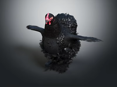 Black Chicken Spreads Wings With Red Comb And Fluffy Feathers In Gray Gradient Background 3d model