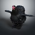 Black Chicken Spreads Wings With Red Comb And Fluffy Feathers In Gray Gradient Background