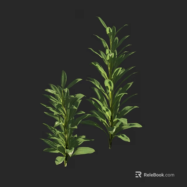 Lush Green Leafy Plants With Long Stems And Dense Foliage On Black Background 3d model