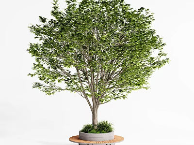 Outdoor Lush Green Tree In Circular Wooden Tree Planter With Grass 3d model