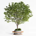 Modern Tree Pool Landscape Trees Courtyard Trees Tree Pool 3d model