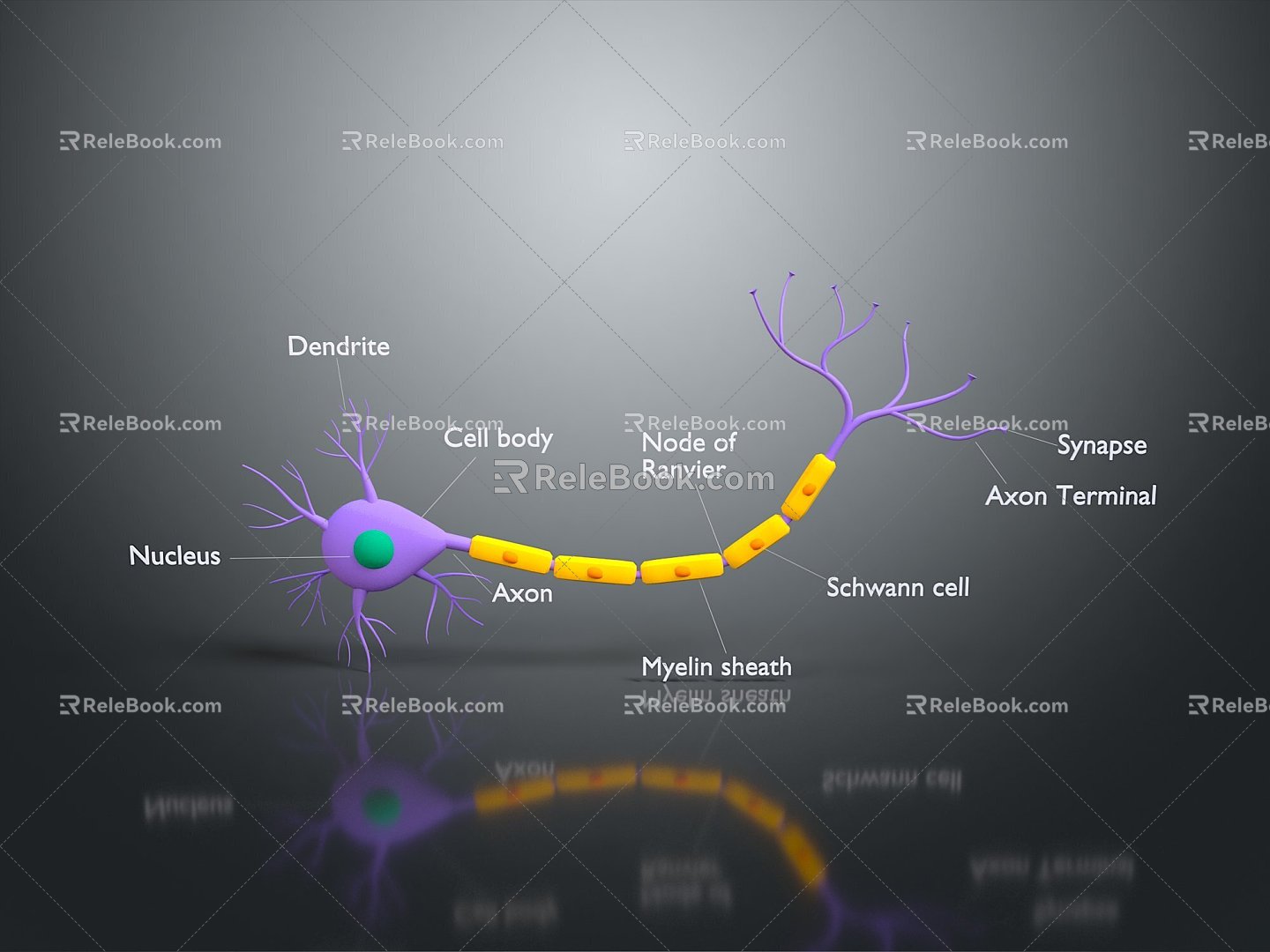 eukaryotic cell cross section cell cell structure cell tissue anatomy organ human organ 3d model