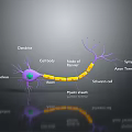 Medical Device for Neuronal Structure Research Featuring Dendrite Axon Myelin Sheath and Synapse