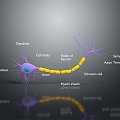 eukaryotic cell cross section cell cell structure cell tissue anatomy organ human organ 3d model