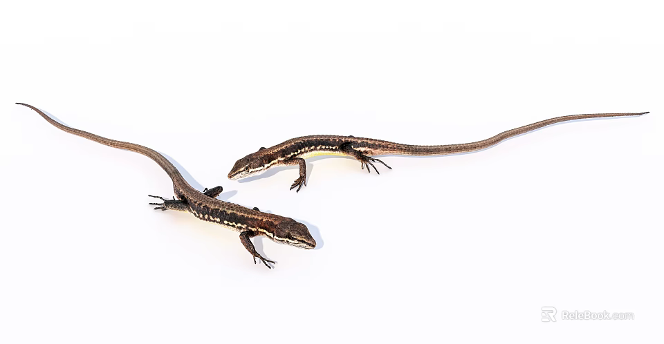 Two Small Brown Black Striped Lizards With Long Tails Crawling On White Background 3d model 