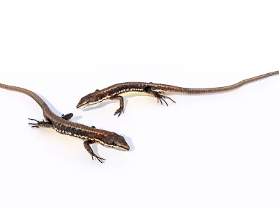 Two Small Brown Black Striped Lizards With Long Tails Crawling On White Background 3d model