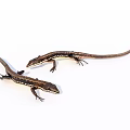 Two Small Brown Black Striped Lizards With Long Tails Crawling On White Background