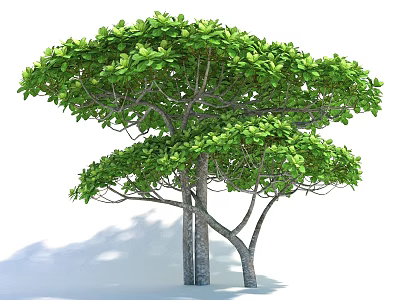 Lush Green Arbor with Dense Foliage and Multiple Trunks in Sunlight 3d model