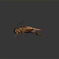 Realistic Brown Cricket With Long Antennae Detailed Wings On Dark Reflective Surface