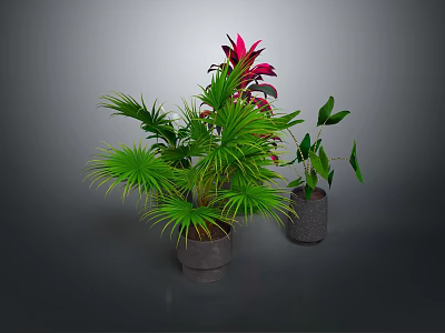 Indoor Green Leaf Plants With Red Foliage In Gray Ceramic Pots 3d model