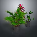 Indoor Green Leaf Plants With Red Foliage In Gray Ceramic Pots 3d model