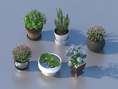 Bonsai Potted Plants Featuring Diverse Flowering Succulent And Water Plants In Decorative Pots 3d model