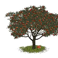 Lush Deciduous Tree With Red Fruits And Green Grass Around Fallen Fruit