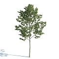 The Modern Tree 3d model