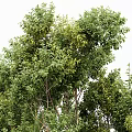 Two Tall Arbor Trees With Lush Green Leaves And Strong Sturdy Trunks