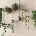 Decorative Hanging Basket Plants With Trailing Vines And Various Greenery Hanging On Wall