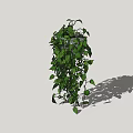Hanging Vine Plant With Lush Green Leaves For Indoor Decoration