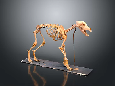 Dog Skeletal Organ Structure Display Standing On Exhibition Platform With Detailed Bones 3d model