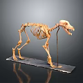 Dog Skeletal Organ Structure Display Standing On Exhibition Platform With Detailed Bones