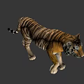 Realistic 3D Rendered Tiger With Orange Black Stripes And White Paws 3d model
