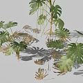 Indoor Monstera Plant with Large Split and Perforated Leaves and Lush Green Foliage