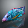 Vibrant Tropical Fish With Detailed Blue Red Orange Scales And Shiny Reflection On Dark Background