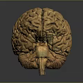 Highly Detailed 3D Rendered Human Brain Model With Anatomical Surface Structures