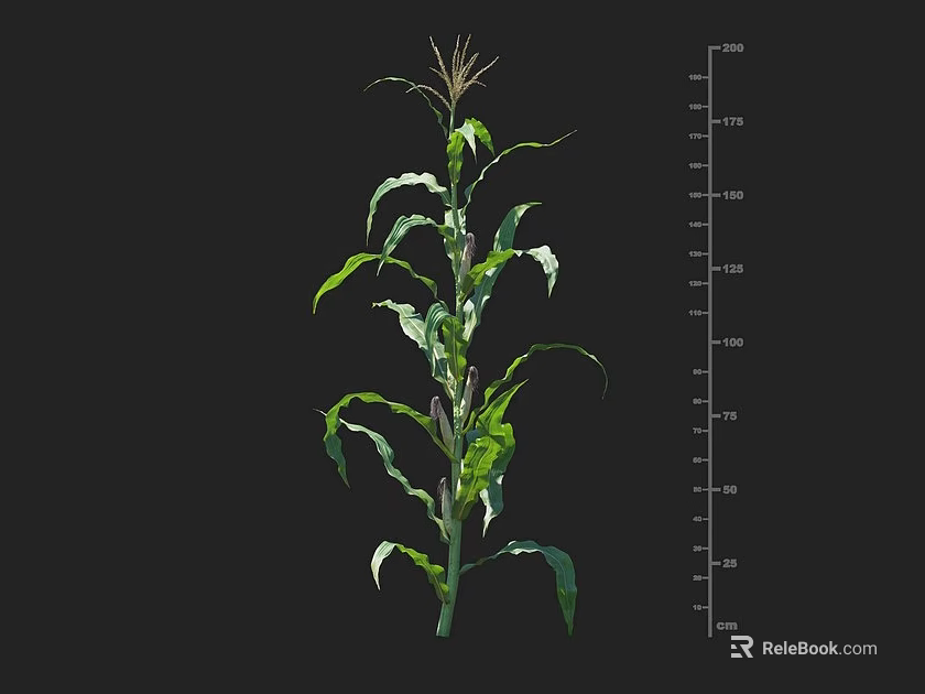 Corn Plant Growth Height Measurement Using Vertical Ruler Scales For Agricultural Research 3d model 