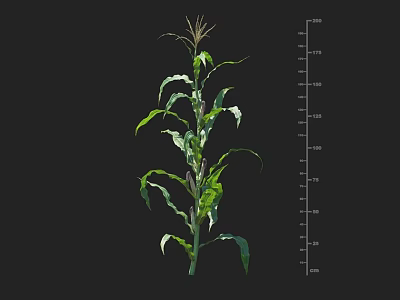 Corn Plant Growth Height Measurement Using Vertical Ruler Scales For Agricultural Research 3d model