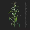 Corn Plant Growth Height Measurement Using Vertical Ruler Scales For Agricultural Research