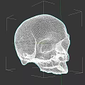 Artistic Skull Sculpture Carving With Colorful Earth Texture Creative Design Details
