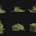 Diverse Green Shrubs Collection Featuring Various Forms And Purple Flowers 3d model
