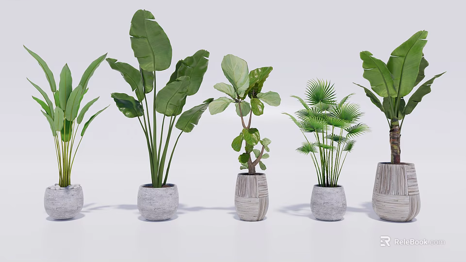 Different Bonsai Potted Plants With Textured Pots Varied Leaf Shapes and White Background 3d model 