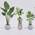 Different Bonsai Potted Plants With Textured Pots Varied Leaf Shapes and White Background