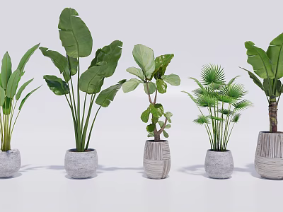 Different Bonsai Potted Plants With Textured Pots Varied Leaf Shapes and White Background 3d model