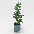Green Indoor Plant With Large Leaves In Blue Pot On Metal Stand