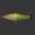 Golden Green Aquatic Fish With Shiny Scales Black Fins And Tail On Grey Background Reflection